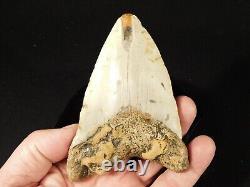 HUGE! 100% Natural FOUR Million Year Old! MEGALODON Shark Tooth Fossil 226gr