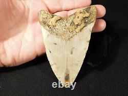 HUGE! 100% Natural FOUR Million Year Old! MEGALODON Shark Tooth Fossil 226gr