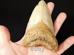 HUGE! 100% Natural FOUR Million Year Old! MEGALODON Shark Tooth Fossil 226gr