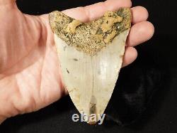 HUGE! 100% Natural FOUR Million Year Old! MEGALODON Shark Tooth Fossil 226gr