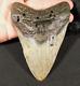 Huge! 100% Natural Four Million Year Old! Megalodon Shark Tooth Fossil 261gr