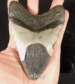 HUGE! 100% Natural FOUR Million Year Old! MEGALODON Shark Tooth Fossil 261gr