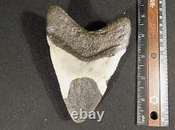 HUGE! 100% Natural FOUR Million Year Old! MEGALODON Shark Tooth Fossil 261gr