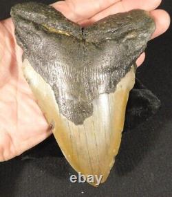 HUGE! 100% Natural FOUR Million Year Old! MEGALODON Shark Tooth Fossil 270gr