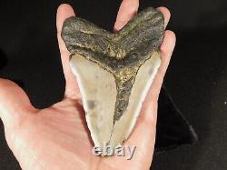 HUGE! 100% Natural FOUR Million Year Old! MEGALODON Shark Tooth Fossil 270gr