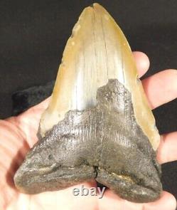 HUGE! 100% Natural FOUR Million Year Old! MEGALODON Shark Tooth Fossil 270gr