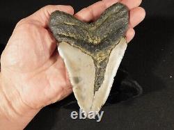 HUGE! 100% Natural FOUR Million Year Old! MEGALODON Shark Tooth Fossil 270gr