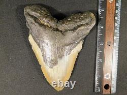 HUGE! 100% Natural FOUR Million Year Old! MEGALODON Shark Tooth Fossil 270gr