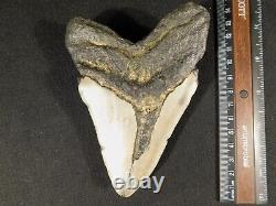 HUGE! 100% Natural FOUR Million Year Old! MEGALODON Shark Tooth Fossil 270gr