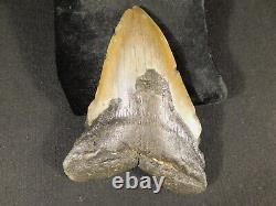 HUGE! 100% Natural FOUR Million Year Old! MEGALODON Shark Tooth Fossil 270gr