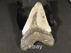 HUGE! 100% Natural FOUR Million Year Old! MEGALODON Shark Tooth Fossil 270gr