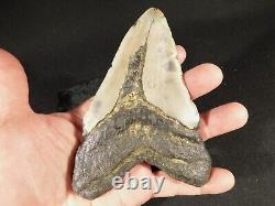 HUGE! 100% Natural FOUR Million Year Old! MEGALODON Shark Tooth Fossil 270gr