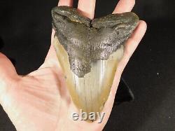 HUGE! 100% Natural FOUR Million Year Old! MEGALODON Shark Tooth Fossil 270gr