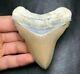Huge! 3.10 Lee Creek Aurora Chubutensis Megalodon Shark Tooth Teeth Fossil Meg
