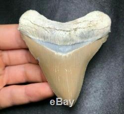 HUGE! 3.10 Lee Creek Aurora Chubutensis Megalodon Shark Tooth Teeth Fossil meg