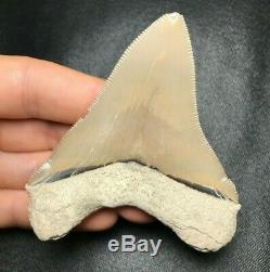 HUGE! 3.10 Lee Creek Aurora Chubutensis Megalodon Shark Tooth Teeth Fossil meg