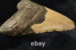 HUGE 5.30 Megalodon Prehistoric Shark Tooth