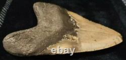 HUGE 5.30 Megalodon Prehistoric Shark Tooth