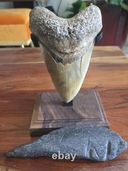 HUGE 5.42 Real MEGALODON Shark Tooth with Display Stand & BONUS FOSSIL! RARE! WOW