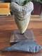 Huge 5.42 Real Megalodon Shark Tooth With Display Stand & Bonus Fossil! Rare! Wow