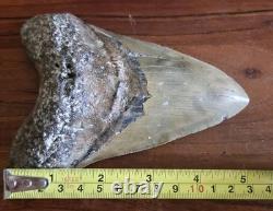 HUGE 5.42 Real MEGALODON Shark Tooth with Display Stand & BONUS FOSSIL! RARE! WOW