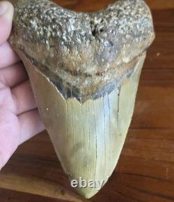 HUGE 5.42 Real MEGALODON Shark Tooth with Display Stand & BONUS FOSSIL! RARE! WOW