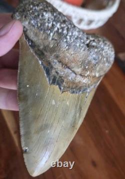 HUGE 5.42 Real MEGALODON Shark Tooth with Display Stand & BONUS FOSSIL! RARE! WOW
