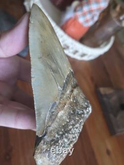 HUGE 5.42 Real MEGALODON Shark Tooth with Display Stand & BONUS FOSSIL! RARE! WOW