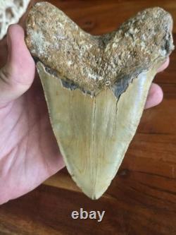 HUGE 5.42 Real MEGALODON Shark Tooth with Display Stand & BONUS FOSSIL! RARE! WOW