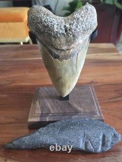 HUGE 5.42 Real MEGALODON Shark Tooth with Display Stand & BONUS FOSSIL! RARE! WOW