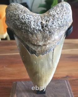 HUGE 5.42 Real MEGALODON Shark Tooth with Stand! Large Dinosaur Era Fossil RARE