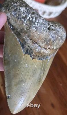 HUGE 5.42 Real MEGALODON Shark Tooth with Stand! Large Dinosaur Era Fossil RARE