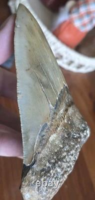 HUGE 5.42 Real MEGALODON Shark Tooth with Stand! Large Dinosaur Era Fossil RARE