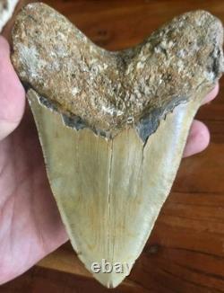 HUGE 5.42 Real MEGALODON Shark Tooth with Stand! Large Dinosaur Era Fossil RARE