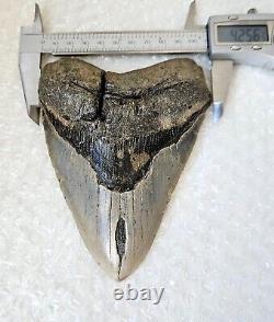 HUGE 5.61 Megalodon Shark Tooth Fossil, NO RESTORATION, NO REPAIR, 100% Natural