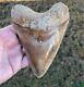 Huge 5.7 Sharply Serrated Quality Megalodon Shark Tooth Top Notch Indonesian