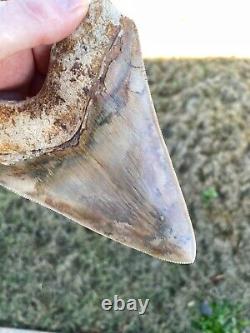 HUGE 5.7 sharply serrated quality megalodon shark tooth top notch Indonesian