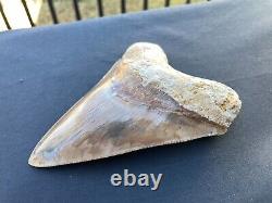 HUGE 5.7 sharply serrated quality megalodon shark tooth top notch Indonesian