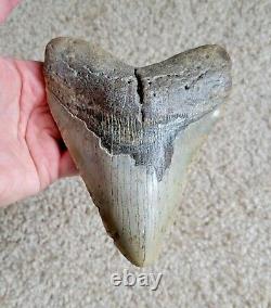 HUGE 5.86 Megalodon Shark Tooth Fossil NO RESTORATION, NO REPAIR, Natural teeth