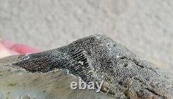 HUGE 5.86 Megalodon Shark Tooth Fossil NO RESTORATION, NO REPAIR, Natural teeth