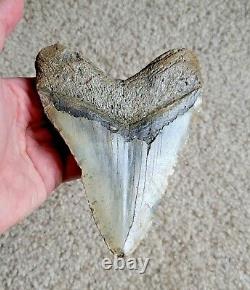 HUGE 5.86 Megalodon Shark Tooth Fossil NO RESTORATION, NO REPAIR, Natural teeth