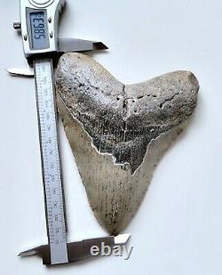HUGE 5.86 Megalodon Shark Tooth Fossil NO RESTORATION, NO REPAIR, Natural teeth
