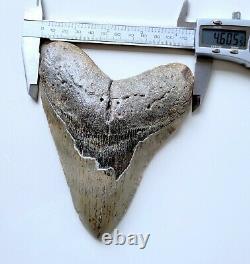 HUGE 5.86 Megalodon Shark Tooth Fossil NO RESTORATION, NO REPAIR, Natural teeth