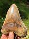 Huge 5.8 Indonesian Megalodon Fossil Shark Teeth, Awesome Real Tooth