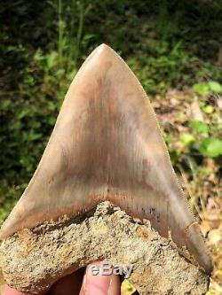 HUGE 5.8 Indonesian MEGALODON Fossil Shark Teeth, awesome REAL tooth