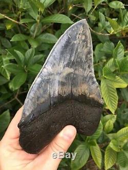 HUGE 6.34 Fossil Megalodon Shark Tooth SC River Extreme Quality NO RESTORATION
