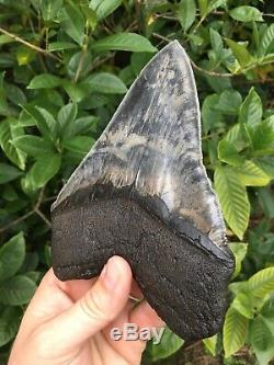 HUGE 6.34 Fossil Megalodon Shark Tooth SC River Extreme Quality NO RESTORATION