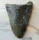Huge 6 Tooth! Megalodon Shark Tooth Fossil, 6 1/16 Inches! No Restorations
