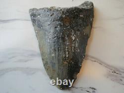 HUGE 6 tooth! Megalodon Shark Tooth Fossil, 6 1/16 inches! No Restorations