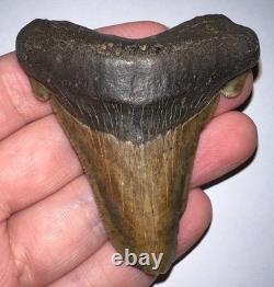 HUGE AURICULATUS Fossil Shark Tooth 2.78 IN MEGALODON ANCESTOR! NO REPAIR